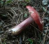 Blutroter Täubling, Foto 12
