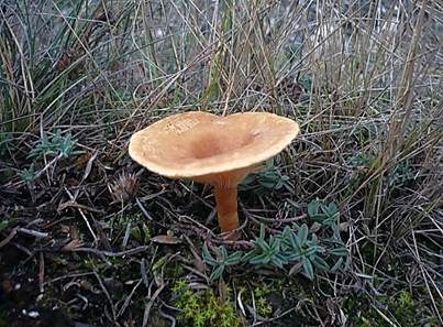 Steppentrichterling, Foto 3