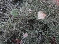 Sternbartflechte, Foto 9