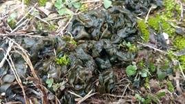 Sternenschnäutzer, Foto 8