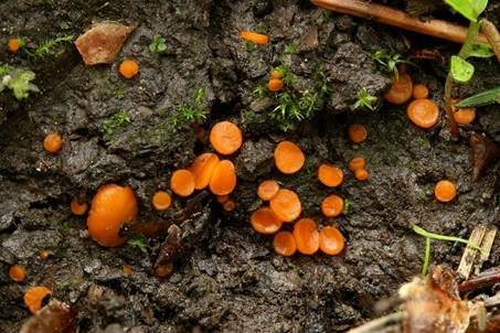 Sternhaariger Schildborstling, Foto 2