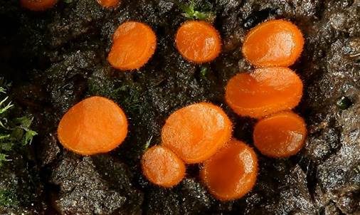 Sternhaariger Schildborstling, Foto 3