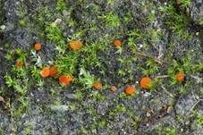 Sternhaariger Schildborstling, Foto 16