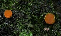 Sternhaariger Schildborstling, Foto 18