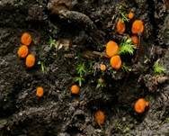 Sternhaariger Schildborstling, Foto 5