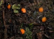Sternhaariger Schildborstling, Foto 6