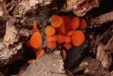 Sternhaariger Schildborstling, Foto 7