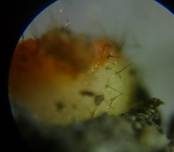 Sternhaariger Schildborstling, Foto 11