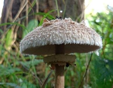 Sternschuppiger Riesenschirmpilz, Foto 3