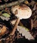 Sternschuppiger Riesenschirmpilz, Foto 17