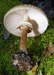 Sternschuppiger Riesenschirmpilz, Foto 20