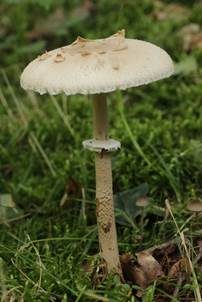 Sternschuppiger Riesenschirmpilz, Foto 4