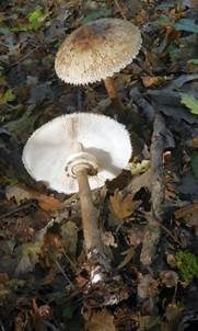 Sternschuppiger Riesenschirmpilz, Foto 6