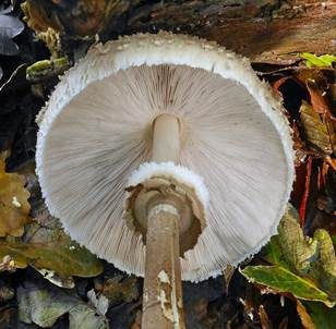 Sternschuppiger Riesenschirmpilz, Foto 7