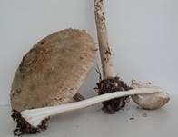 Sternschuppiger Riesenschirmpilz, Foto 8
