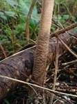 Sternschuppiger Riesenschirmpilz, Foto 10