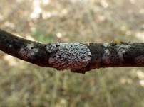 Stern-Schwielenflechte, Foto 6
