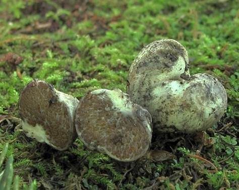 Sternsporiger Laubtrüffel, Foto 3