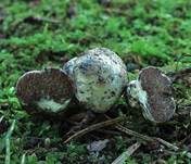 Sternsporiger Laubtrüffel, Foto 4