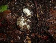 Sternsporiger Laubtrüffel, Foto 6