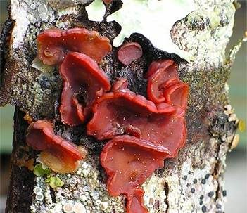 Blutroter Weidenscheibenpilz, Foto 4