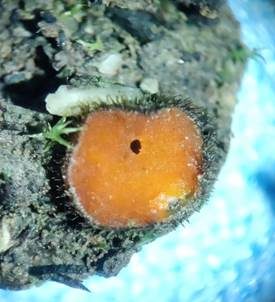 Sternsporiger Schildborstling, Foto 5