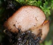 Sternsporiger Schildborstling, Foto 6