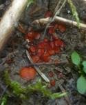Sternsporiger Schildborstling, Foto 8