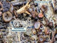 Sternsporiger Schildborstling, Foto 11