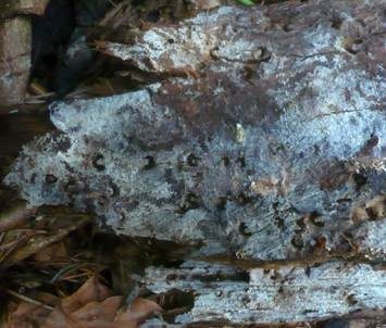 Sternsporiger Spinnweb-Rindenpilz, Foto 5