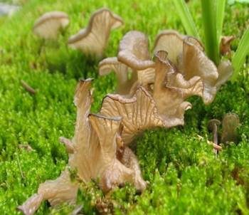 Stielloser Adermoosling, Foto 2