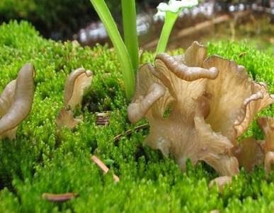 Stielloser Adermoosling, Foto 4