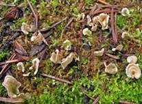 Stielloser Adermoosling, Foto 5