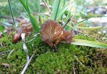 Stielloser Adermoosling, Foto 6