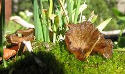 Stielloser Adermoosling, Foto 7