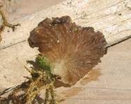 Stielloser Adermoosling, Foto 8