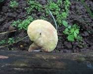 Stielsaftporling, Foto 12