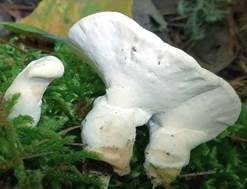 Stielsaftporling, Foto 14