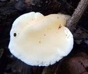Stielsaftporling, Foto 7
