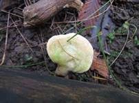 Stielsaftporling, Foto 8