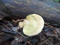 Stielsaftporling, Foto 10