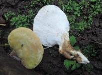 Stielsaftporling, Foto 11