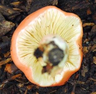 Stielverfärbender Täubling, Foto 3