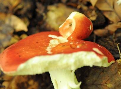 Stielverfärbender Täubling, Foto 4