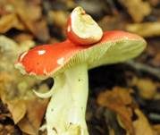 Stielverfärbender Täubling, Foto 6