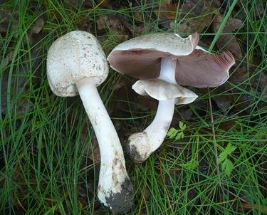 Stinkegerling, Foto 2