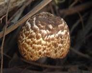 Stinkegerling, Foto 7