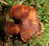 Blutroter Wurzelschnitzling, Foto 12