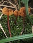 Blutroter Wurzelschnitzling, Foto 17
