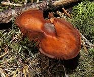 Blutroter Wurzelschnitzling, Foto 19